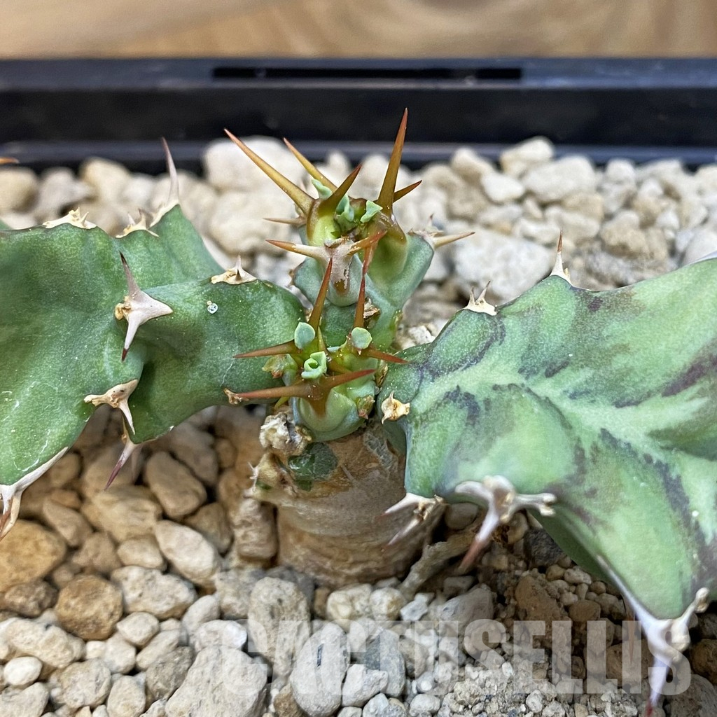 SH33861 Euphorbia tortirama