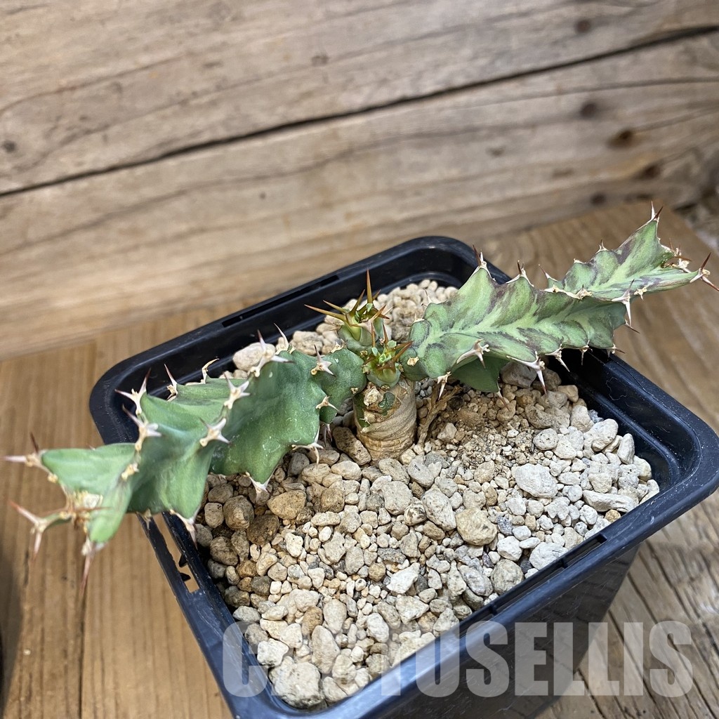 SH33861 Euphorbia tortirama - Image 2