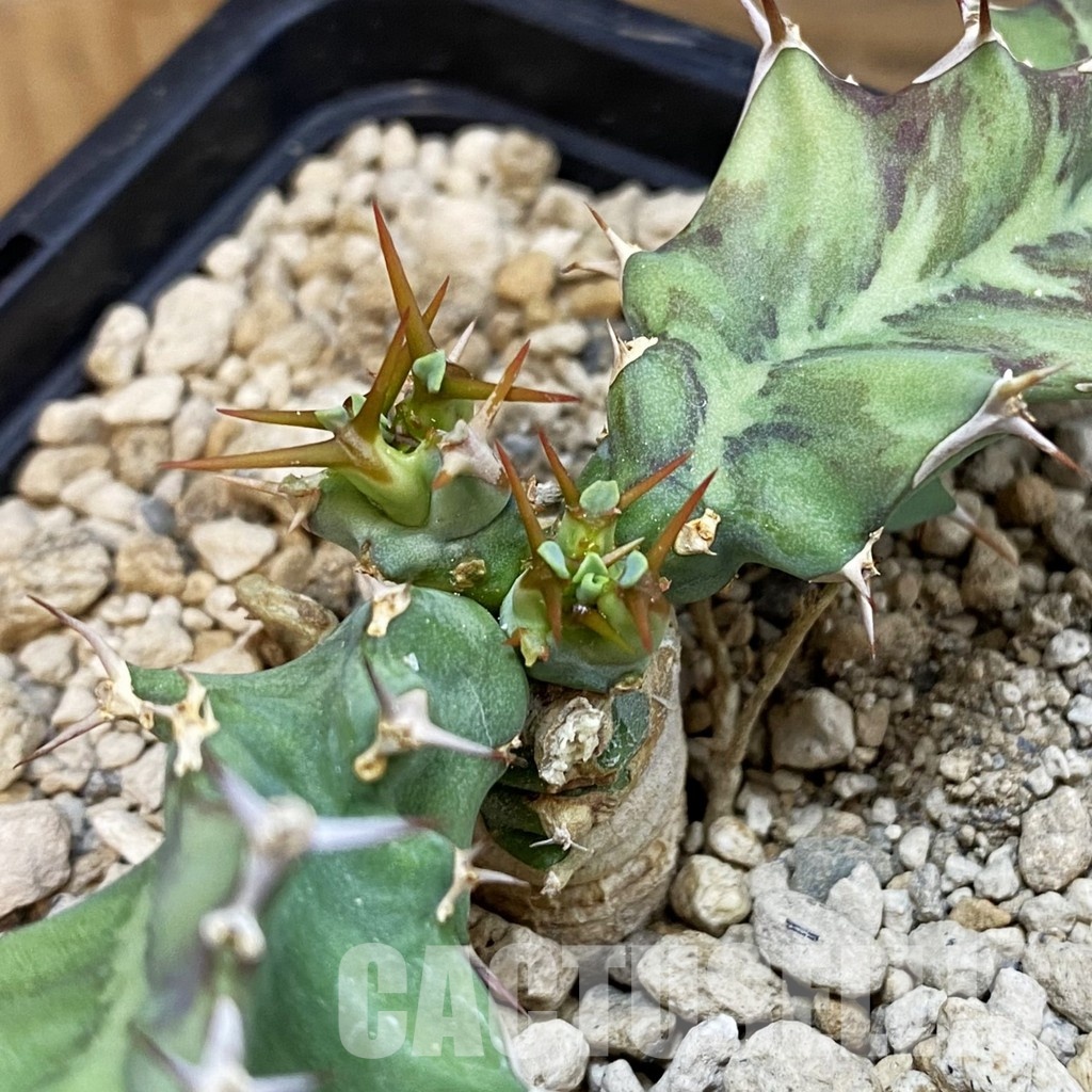 SH33861 Euphorbia tortirama - Image 3