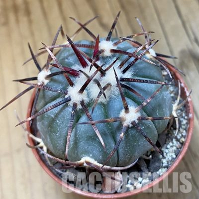SH33948 Echinocactus horizonthalonius -La Appies-