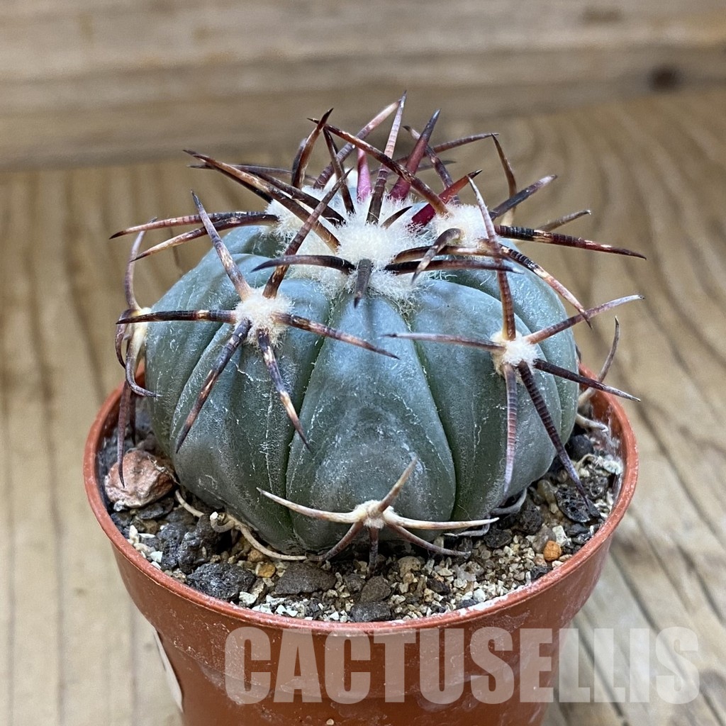 SH33948 Echinocactus horizonthalonius -La Appies- - Image 2