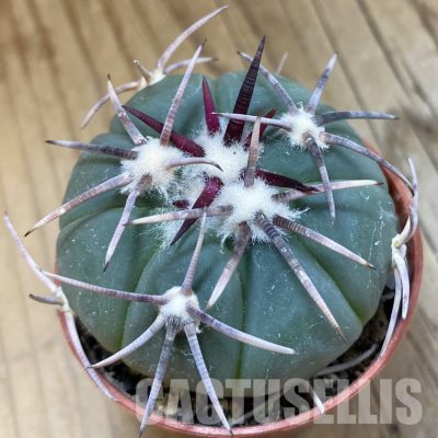 SH33949 Echinocactus horizonthalonius -Tula-
