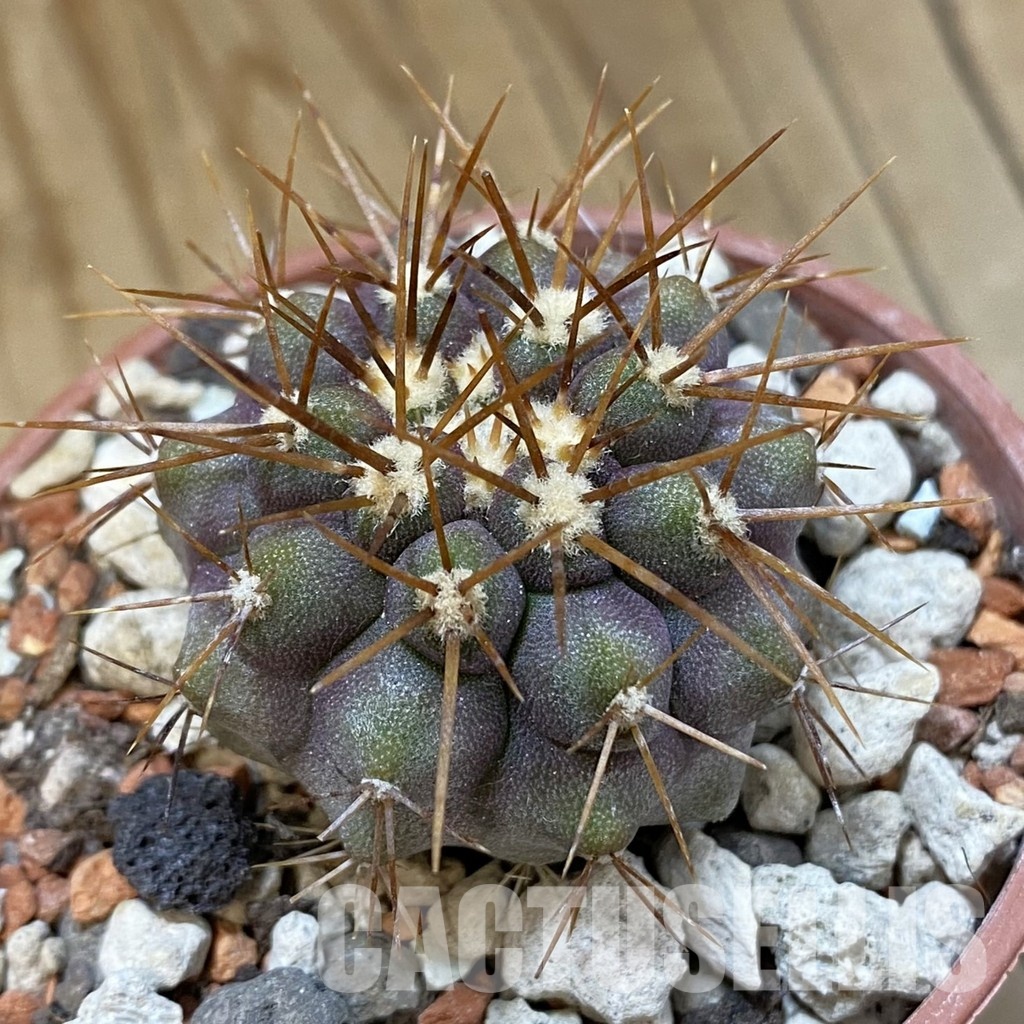 SH33951 Copiapoa haseltoniana, seedling