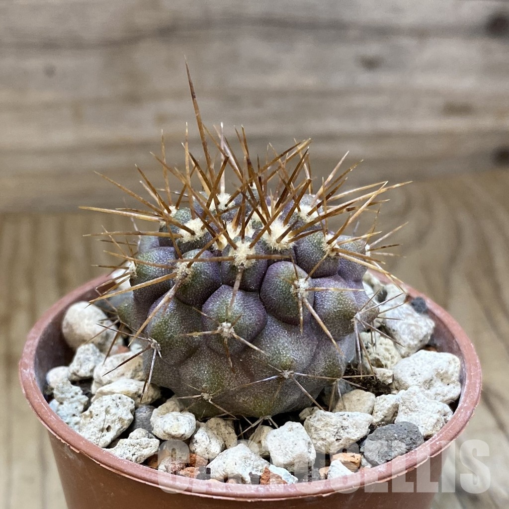 SH33951 Copiapoa haseltoniana, seedling - Image 2