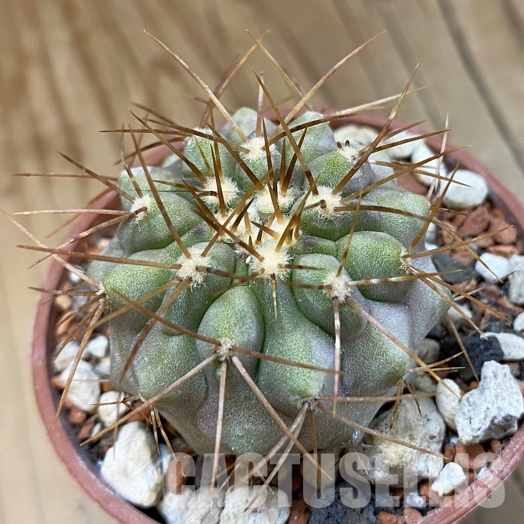 SH33952 Copiapoa haseltoniana, seedling