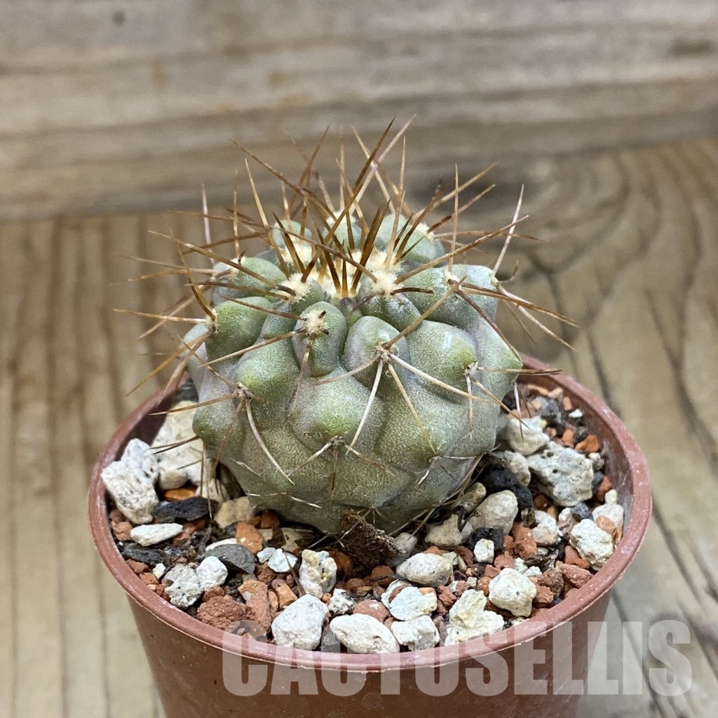 SH33952 Copiapoa haseltoniana, seedling - Image 2