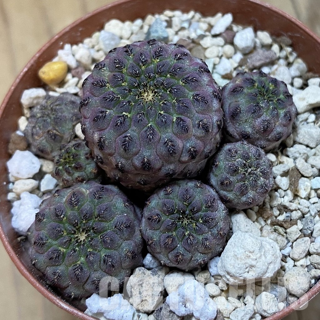SH33959 Sulcorebutia rauschii