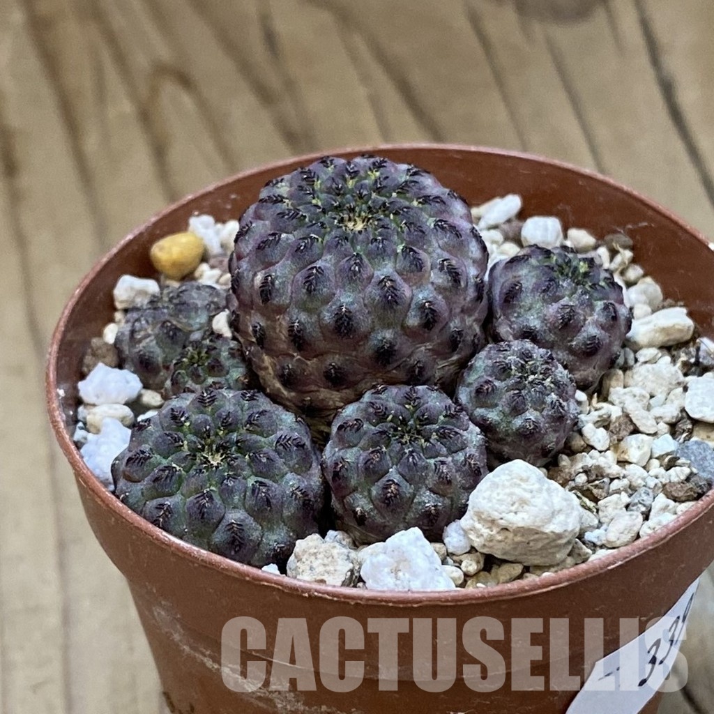 SH33959 Sulcorebutia rauschii - Image 2
