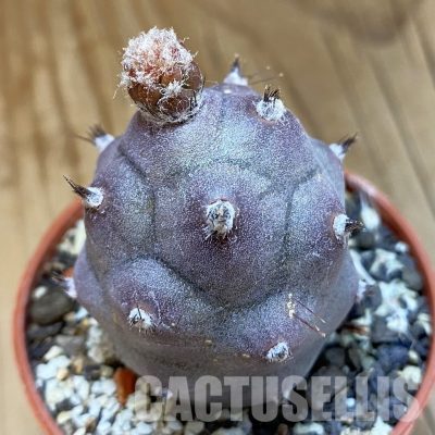 SH33961 Tephrocactus articulatus