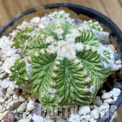SH33963 Aztekium ritteri f. white flower, grafted