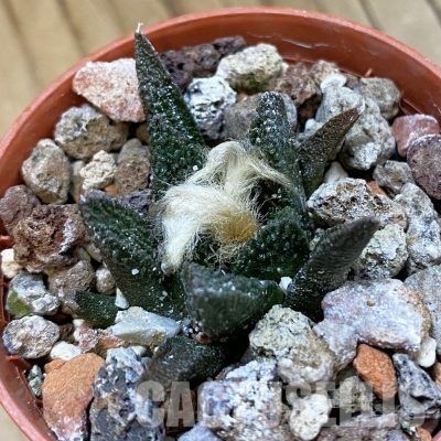 SH33967 Ariocarpus bravoanus -El Núñez-