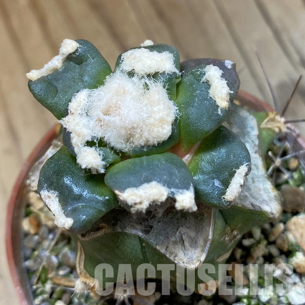 SH33969 Ariocarpus retusus 'Trefinger' FAT 123, grafted