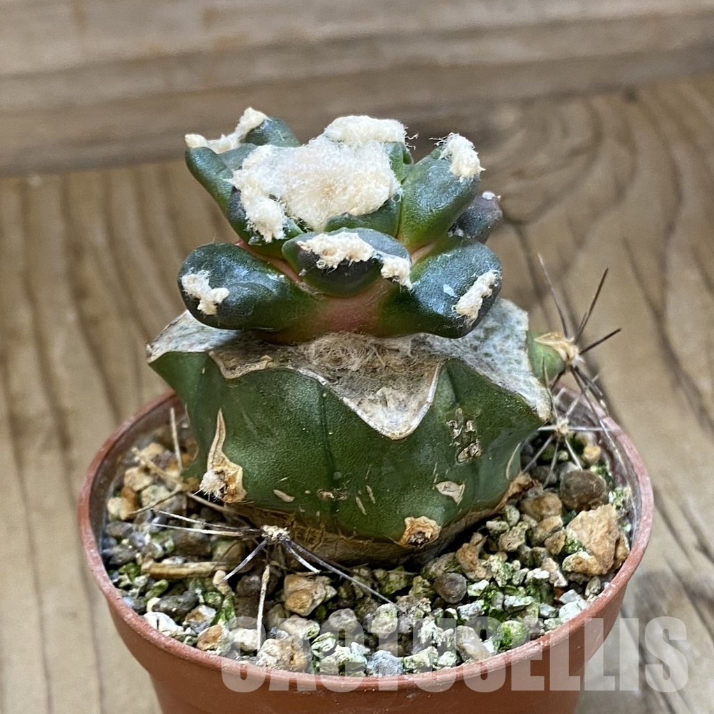 SH33969 Ariocarpus retusus 'Trefinger' FAT 123, grafted - Image 2