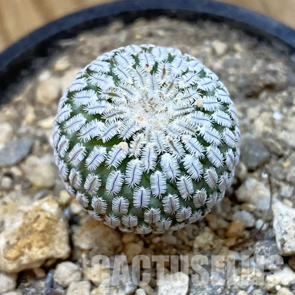 SH33973 Turbinicarpus pseudopectinatus v. rubriflorus