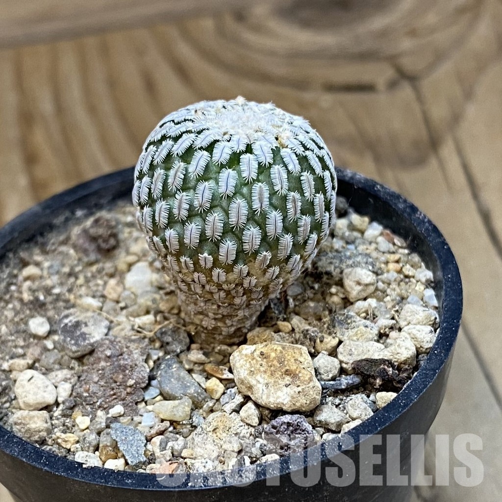 SH33973 Turbinicarpus pseudopectinatus v. rubriflorus - Image 2