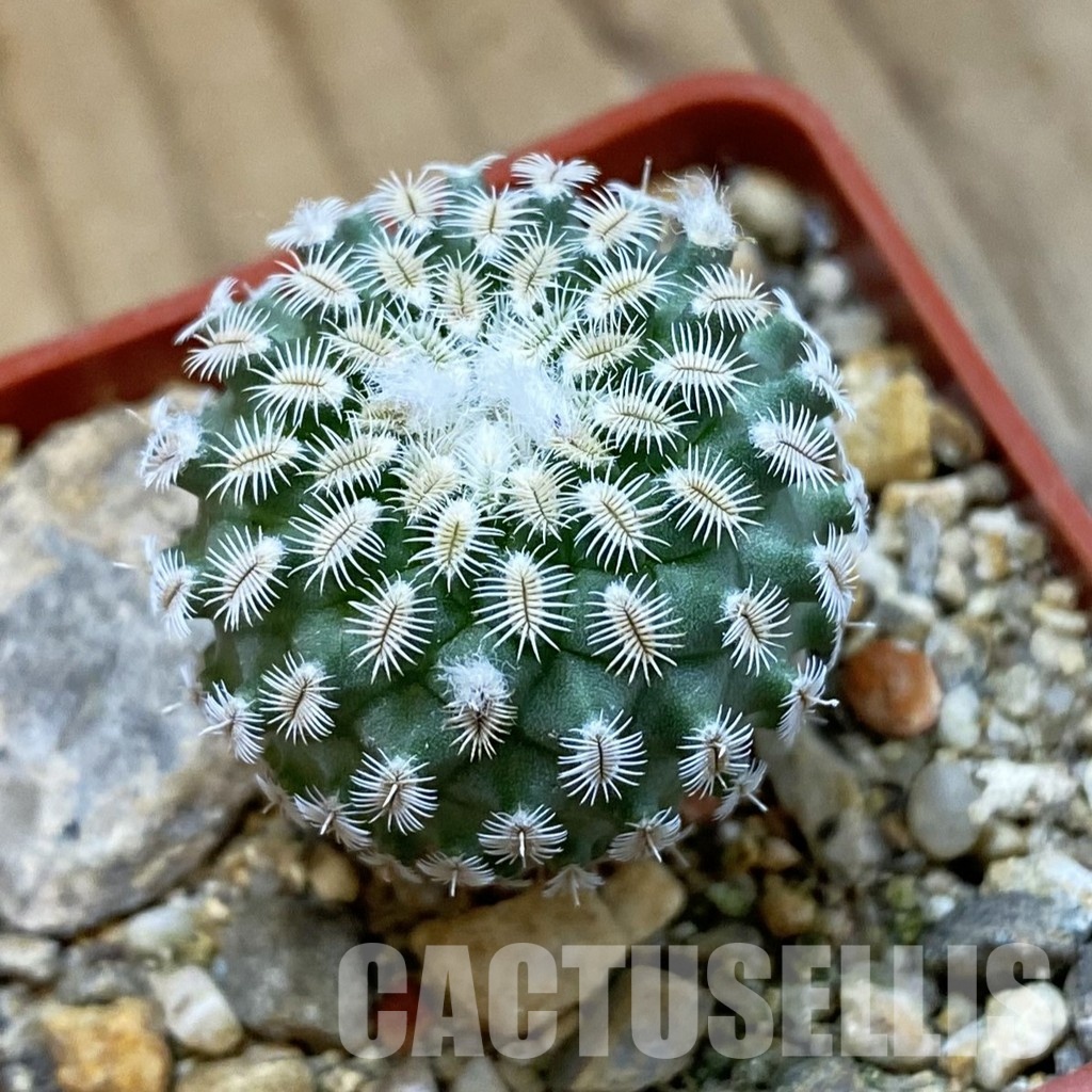 SH33975 Turbinicarpus mombergeri