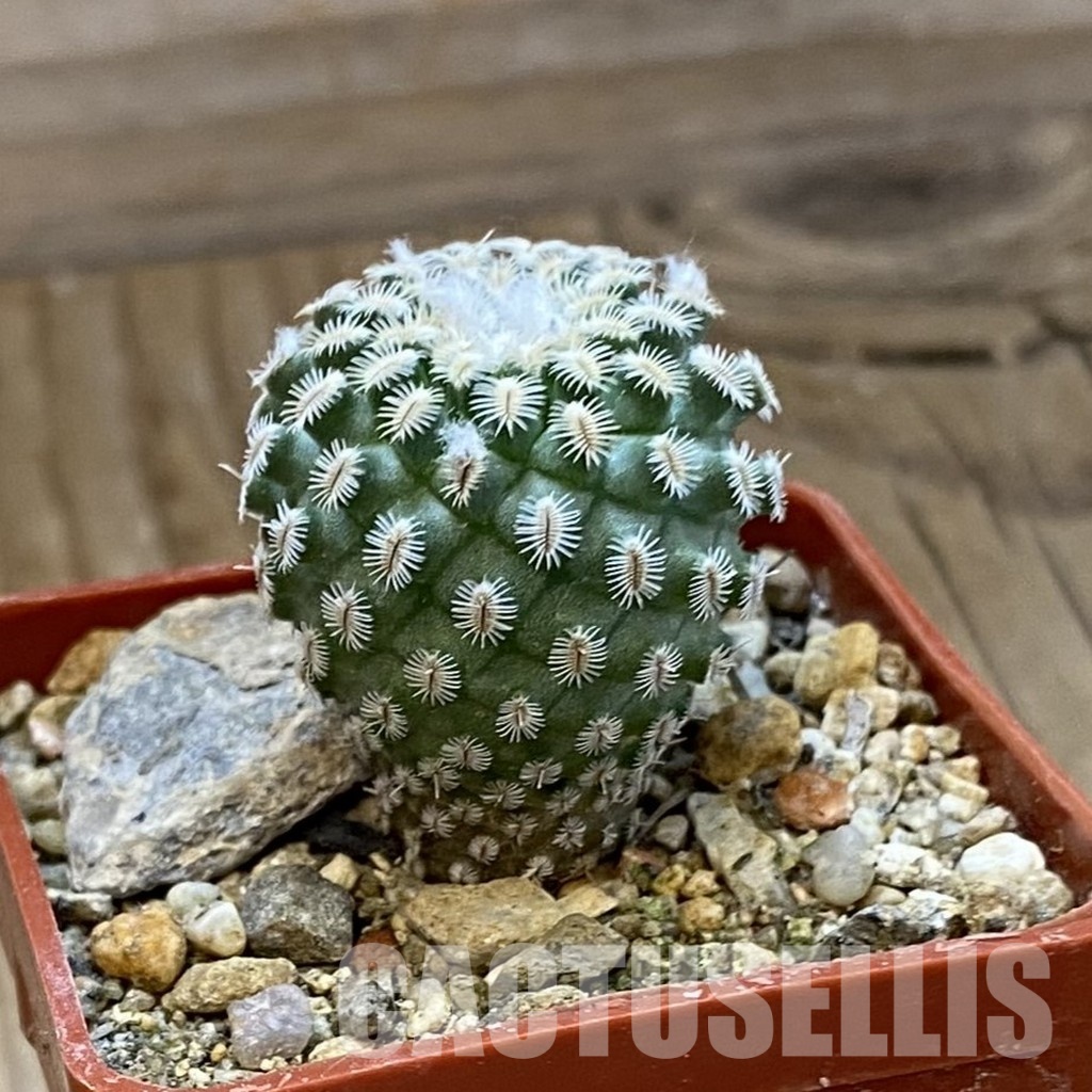 SH33975 Turbinicarpus mombergeri - Image 2