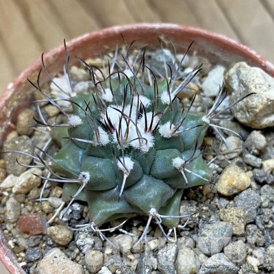 SH33976 Turbinicarpus swobodae