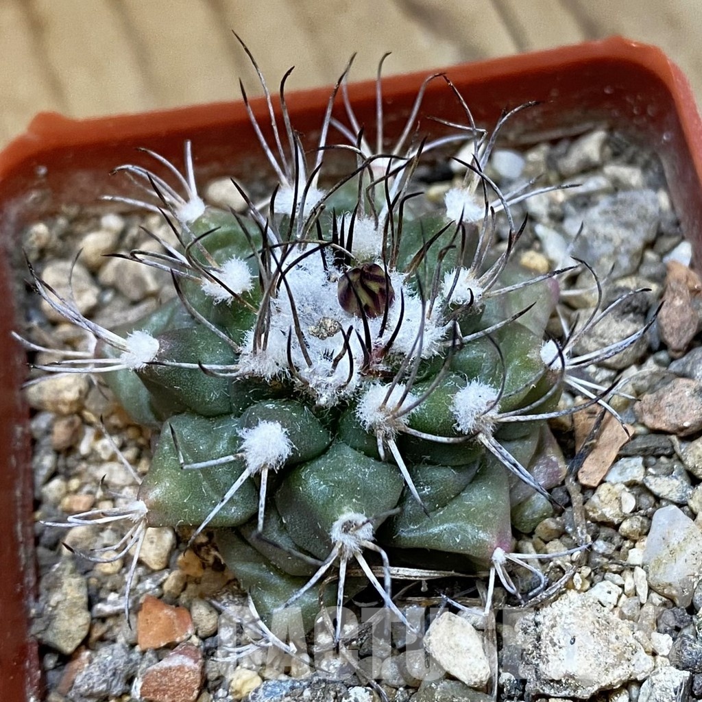 SH33977 Turbinicarpus swobodae