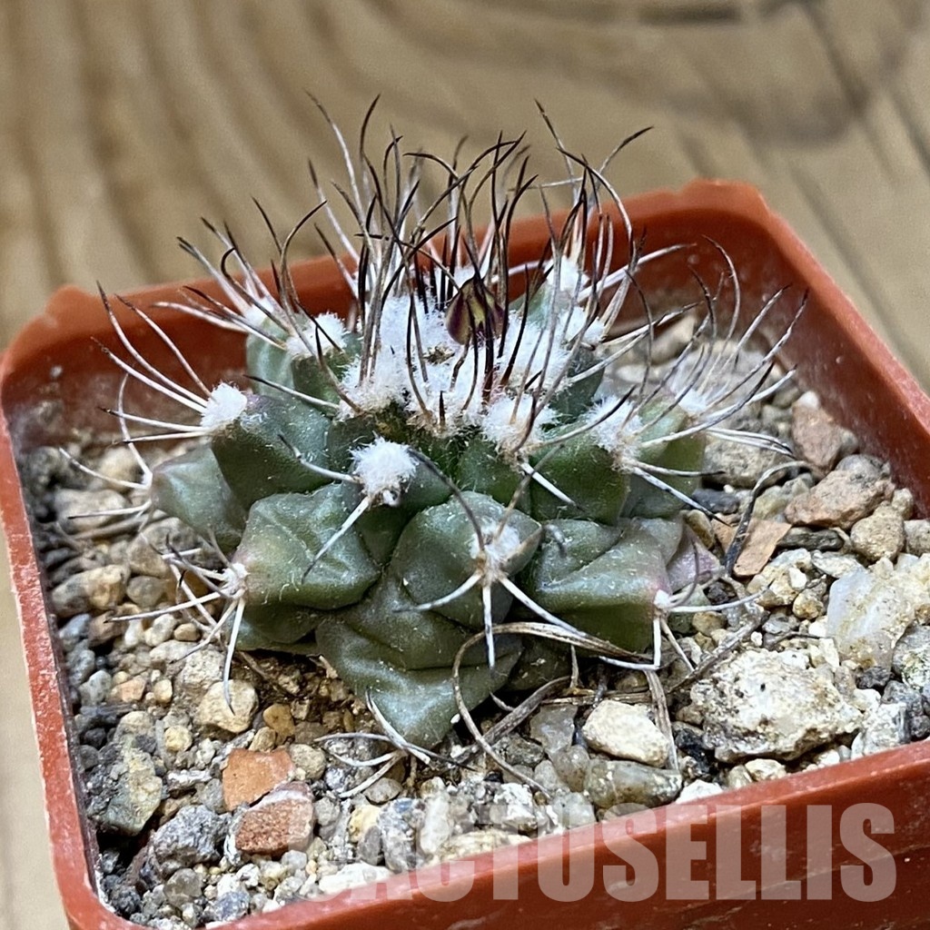 SH33977 Turbinicarpus swobodae - Image 2