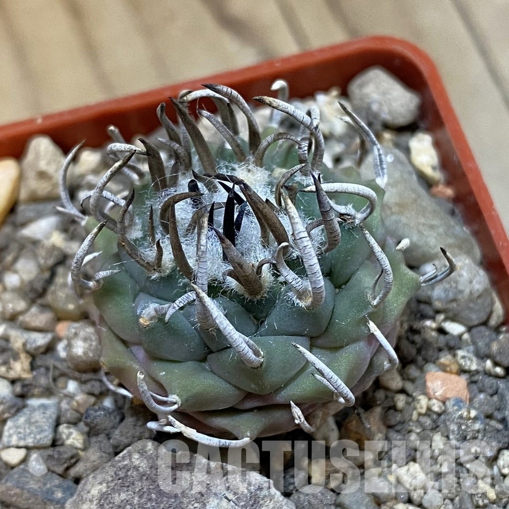 SH33978 Turbinicarpus sp. 'Negrita'
