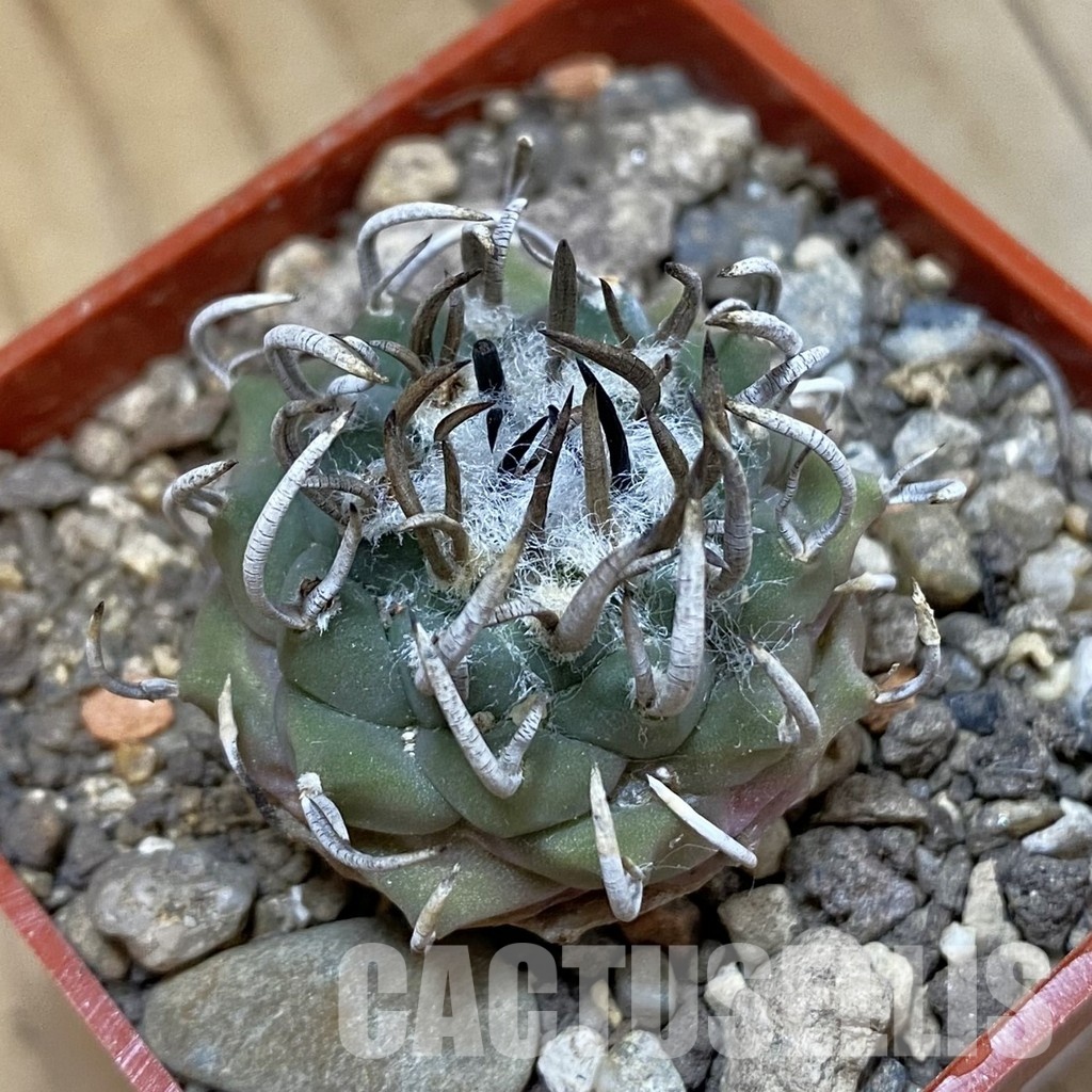 SH33978 Turbinicarpus sp. 'Negrita' - Image 2