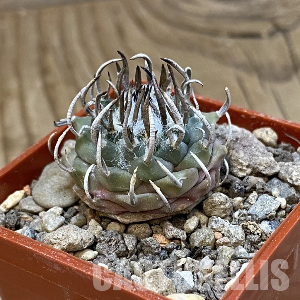 SH33978 Turbinicarpus sp. 'Negrita' - Image 3