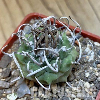 SH33979 Turbinicarpus sp. 'Negrita'