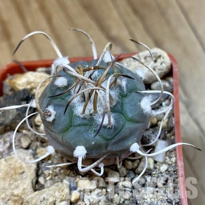 SH33984 Turbinicarpus polaskii SB 269