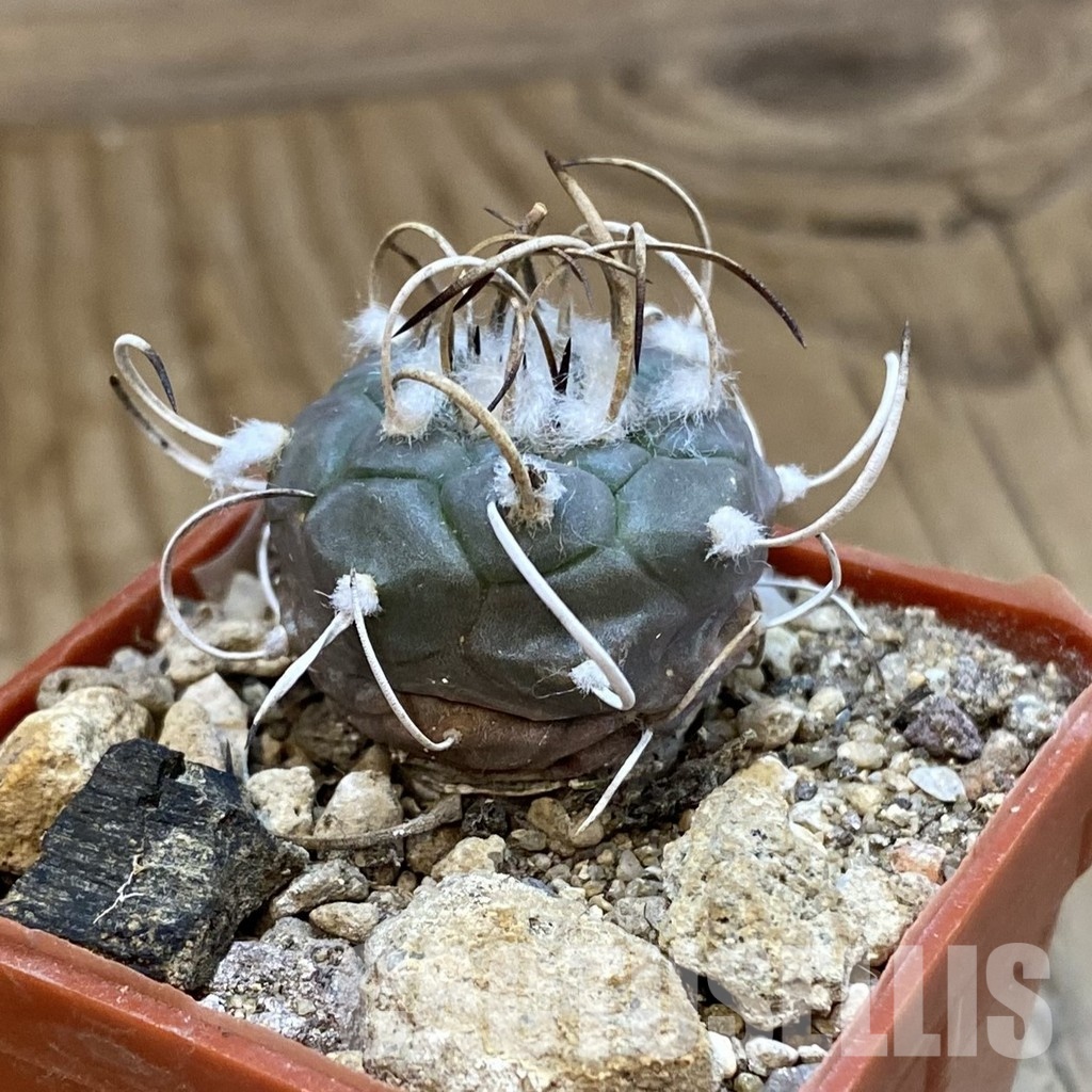 SH33984 Turbinicarpus polaskii SB 269 - Image 2