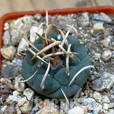 SH33986 Turbinicarpus schwarzii -Charco Blanco-