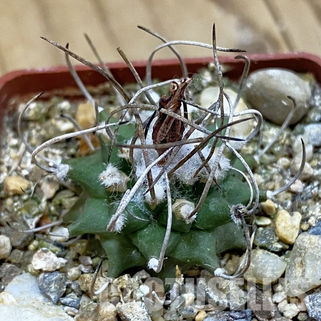 SH33988 Turbinicarpus gracilis