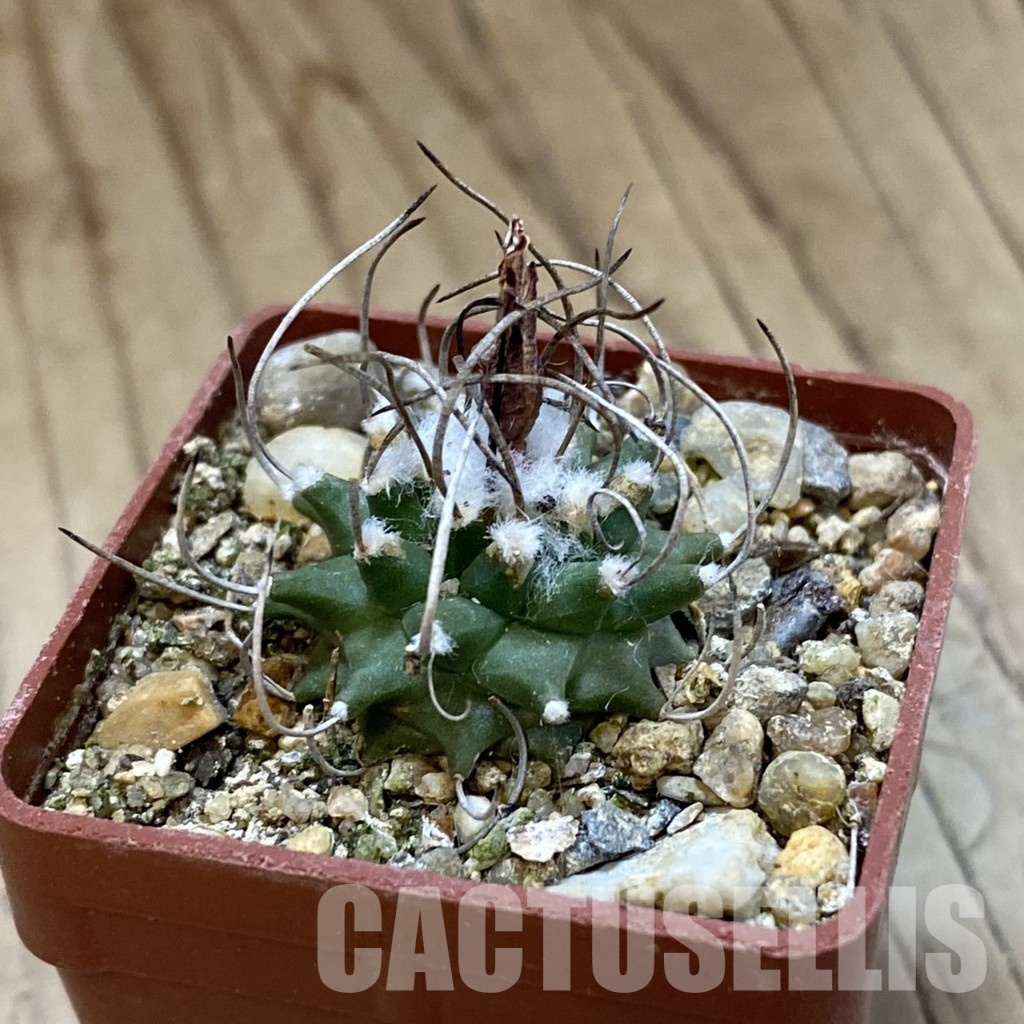 SH33988 Turbinicarpus gracilis - Image 2