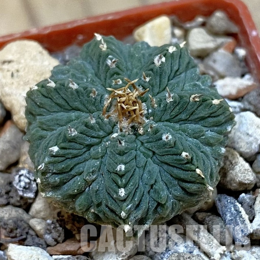 SH33990 Aztekium ritteri, own roots