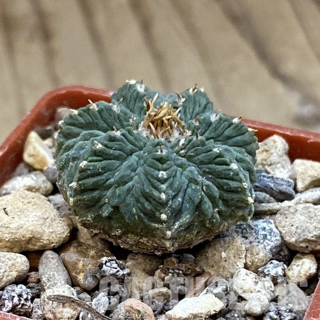SH33990 Aztekium ritteri, own roots - Image 2