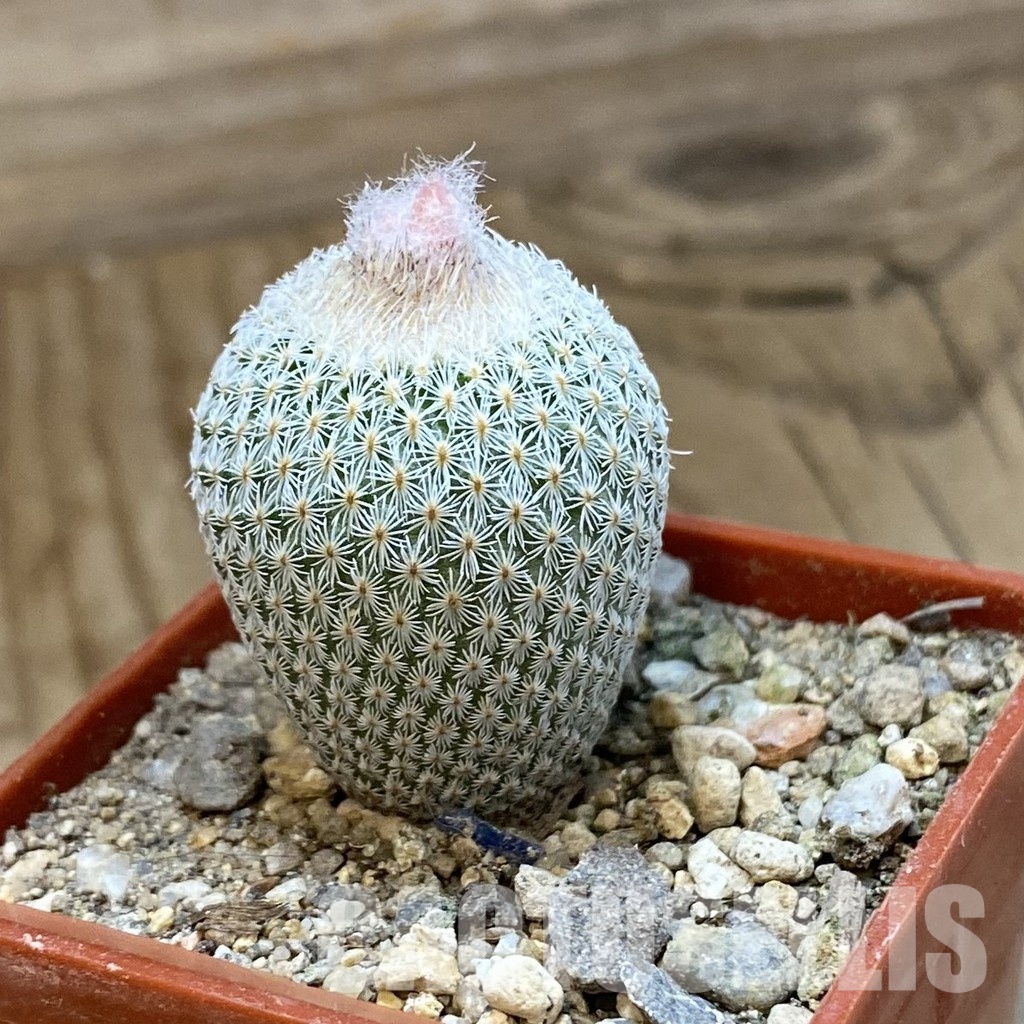 SH33995 Epithelantha micromeris SB 1327 - Image 2