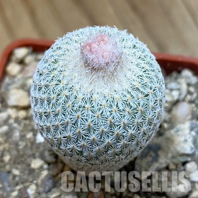 SH33996 Epithelantha micromeris SB 1327