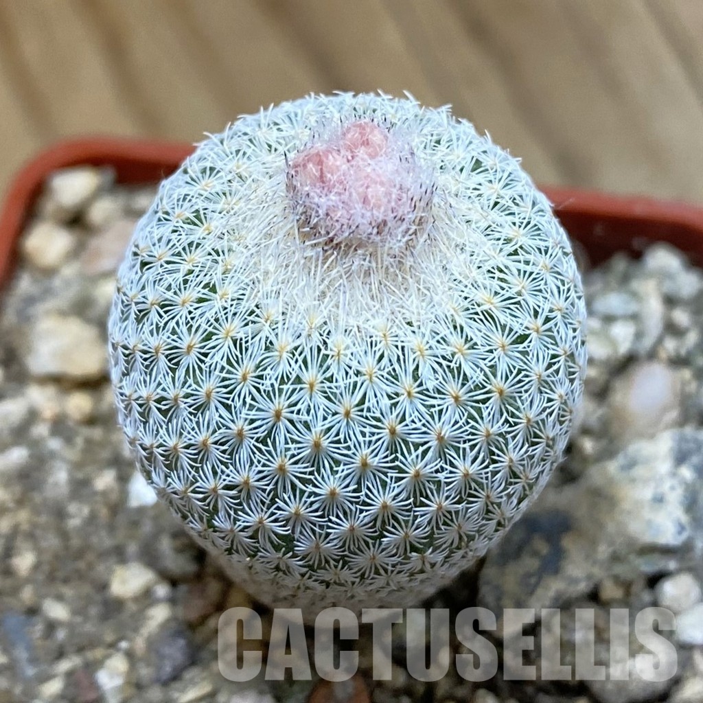 SH33996 Epithelantha micromeris SB 1327