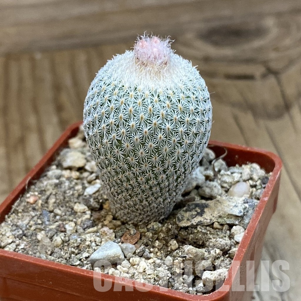 SH33996 Epithelantha micromeris SB 1327 - Image 2