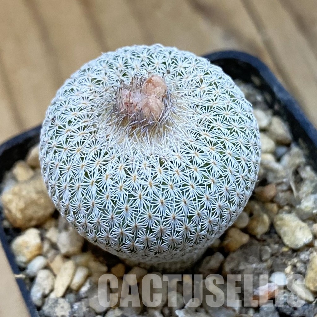 SH33999 Epithelantha micromeris Lau 737