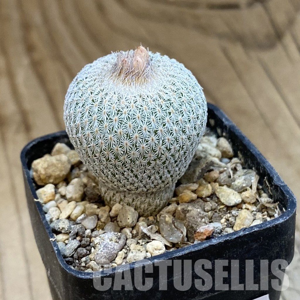 SH33999 Epithelantha micromeris Lau 737 - Image 2