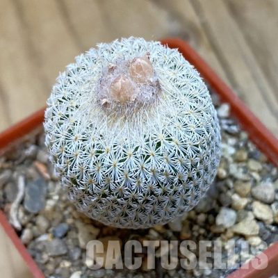 SH34000 Epithelantha micromeris Lau 737