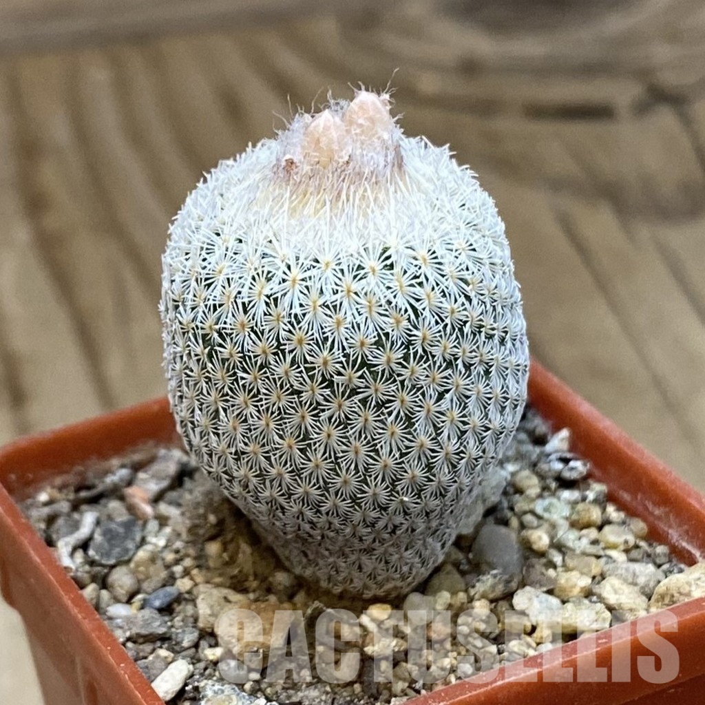 SH34000 Epithelantha micromeris Lau 737 - Image 2
