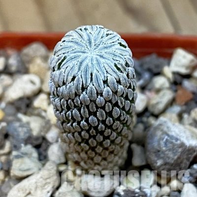 SH34001 Pelecyphora aselliformis
