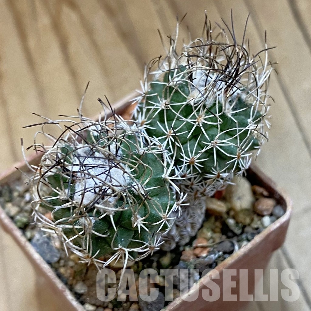 SH34005 Turbinicarpus krainzianus