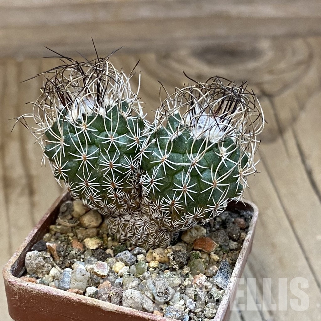 SH34005 Turbinicarpus krainzianus - Image 2