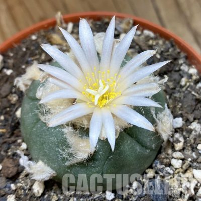 SH34007 Anhalonium koehresii , 10 years old