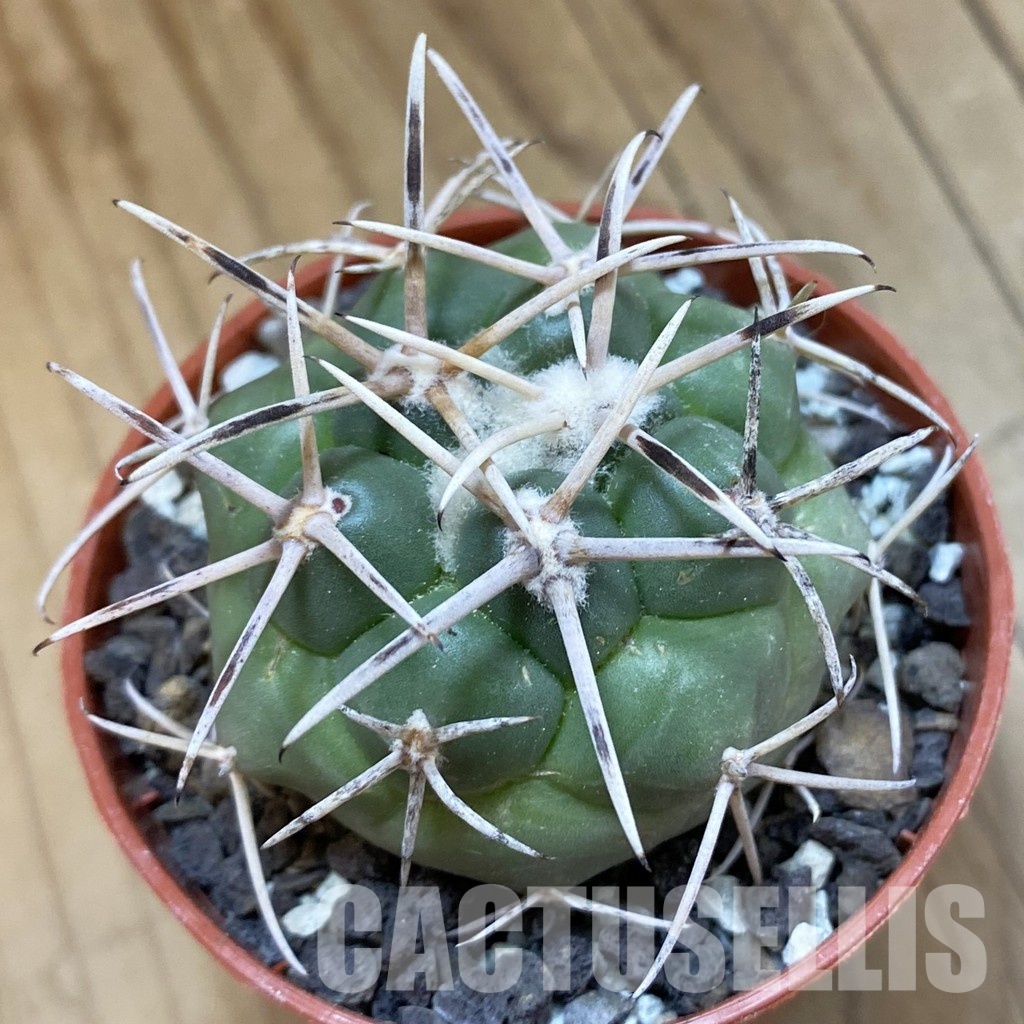 SH33929 Coryphantha poselgeriana v. valida -El Hundido-