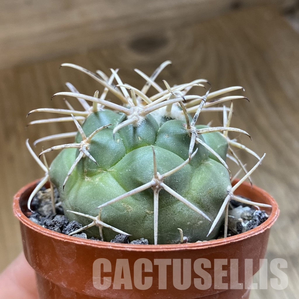 SH33929 Coryphantha poselgeriana v. valida -El Hundido- - Image 2