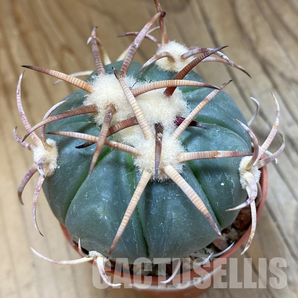 SH33931 Echinocactus horizonthalonius IDD 241/03